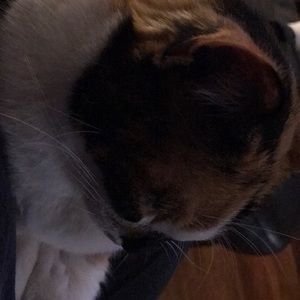 Meet your Posher, Cassandra